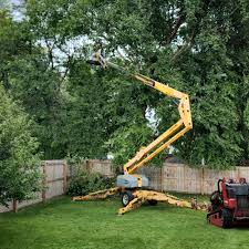 How Our Tree Care Process Works  in Marshfield Hills, MA